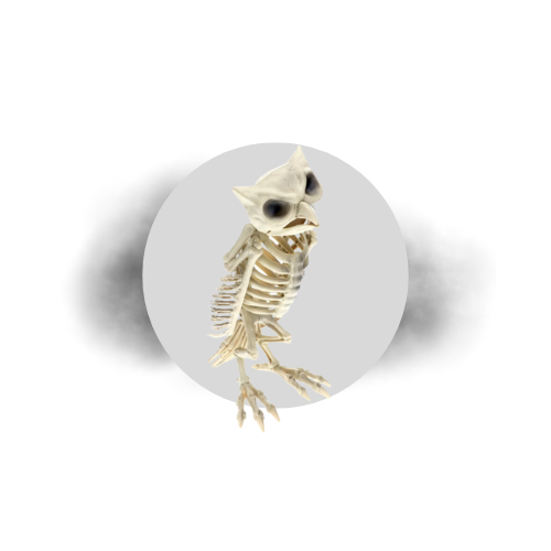 Skeltons and Bones